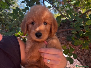 Goldendoodle perros - Anuncio 3