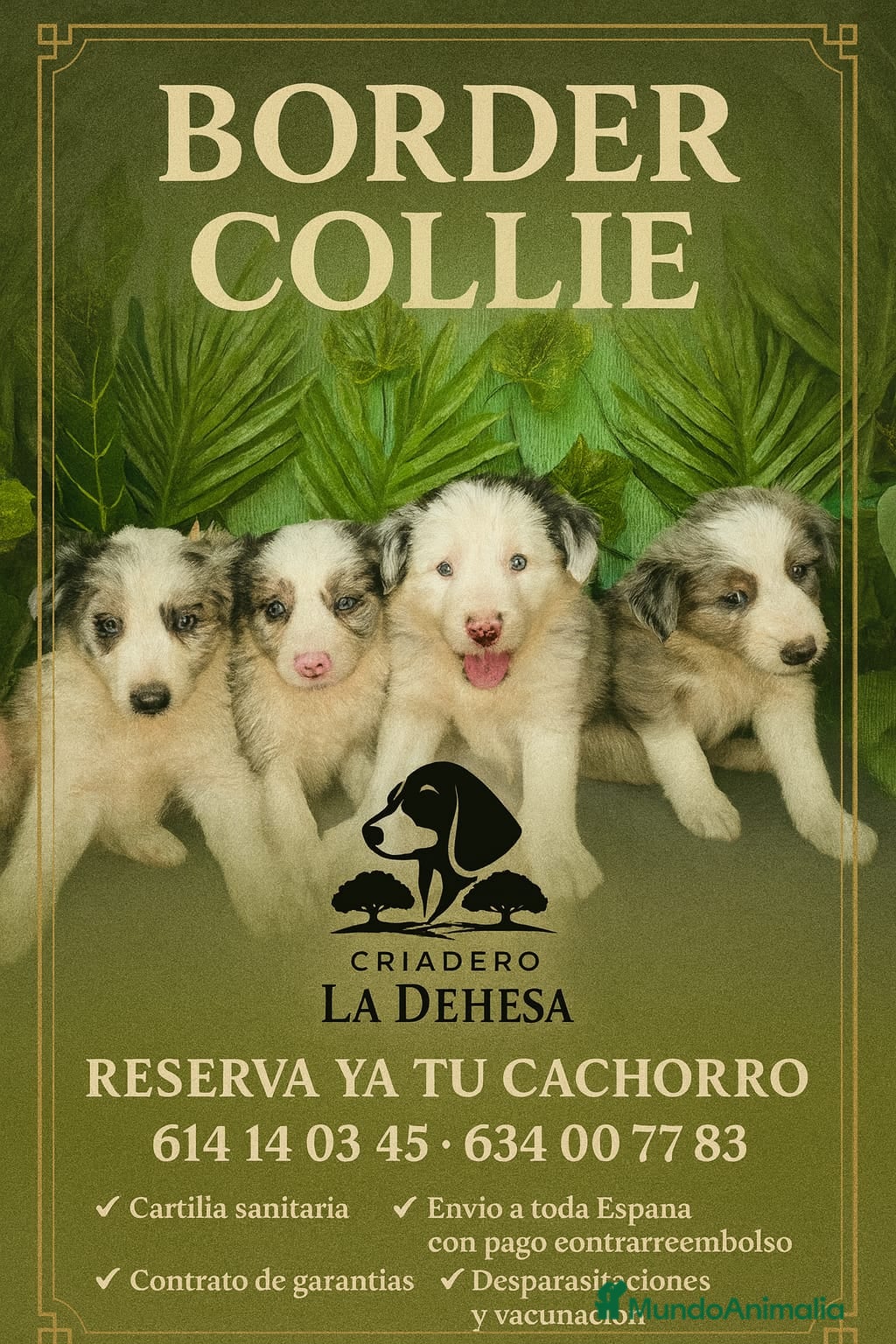Border Collie perros Excelentes camada de border collie  - Anuncio 1