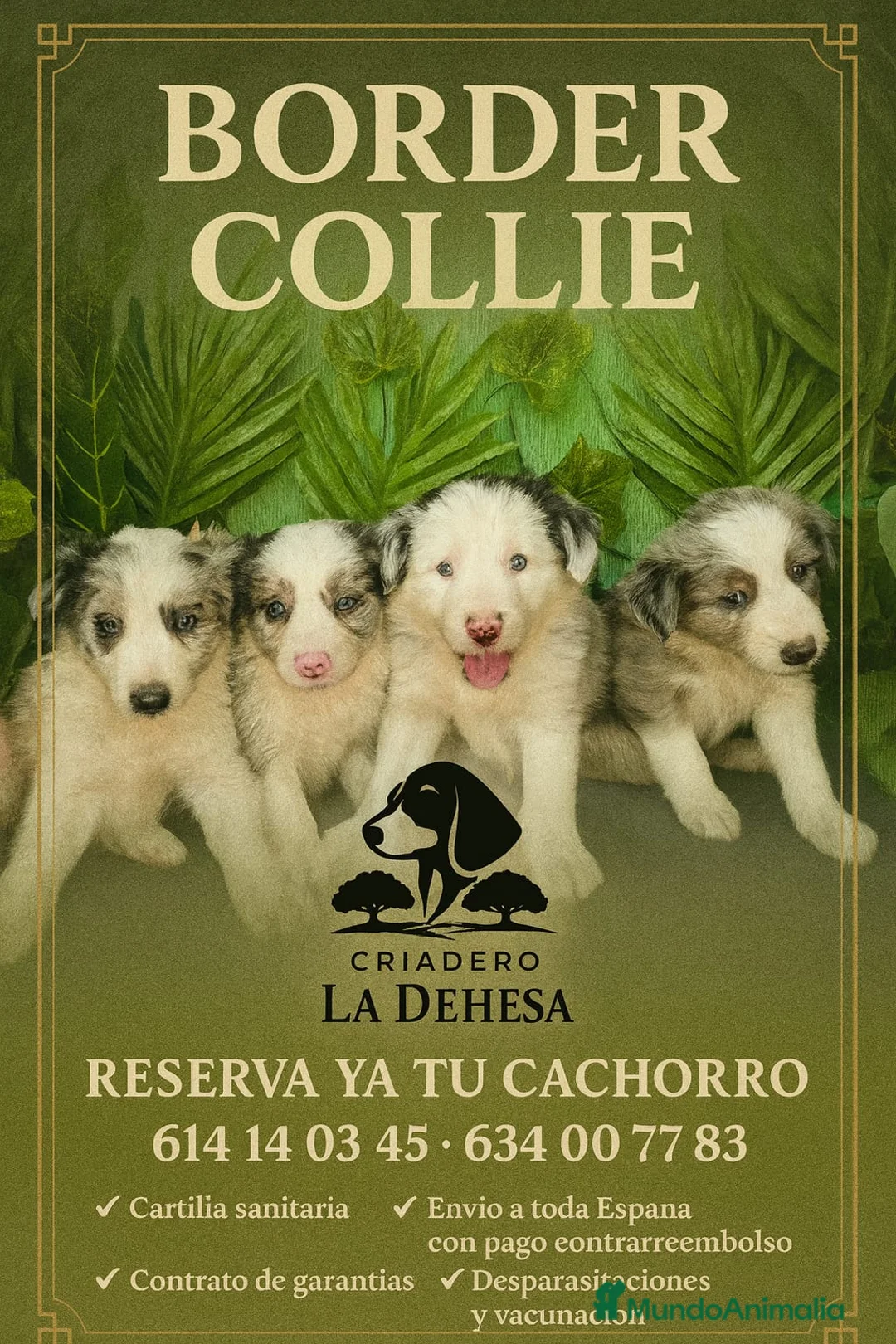 Border Collie perros en venta: Excelentes camada de border collie  - Anuncio 1