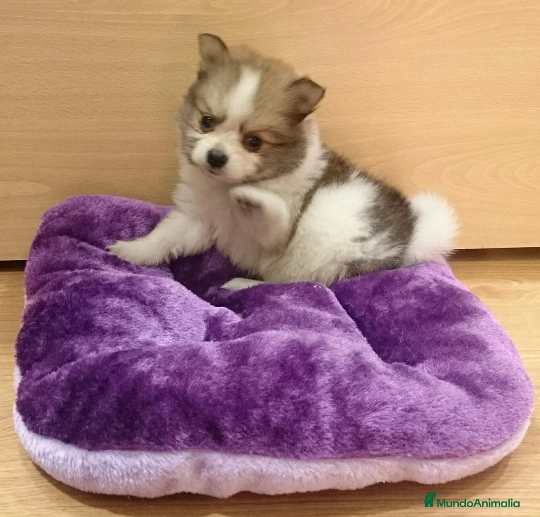 Pomerania perros en venta: Cachorros de Lulú de Pomerania en Barcelona - Anuncio 4