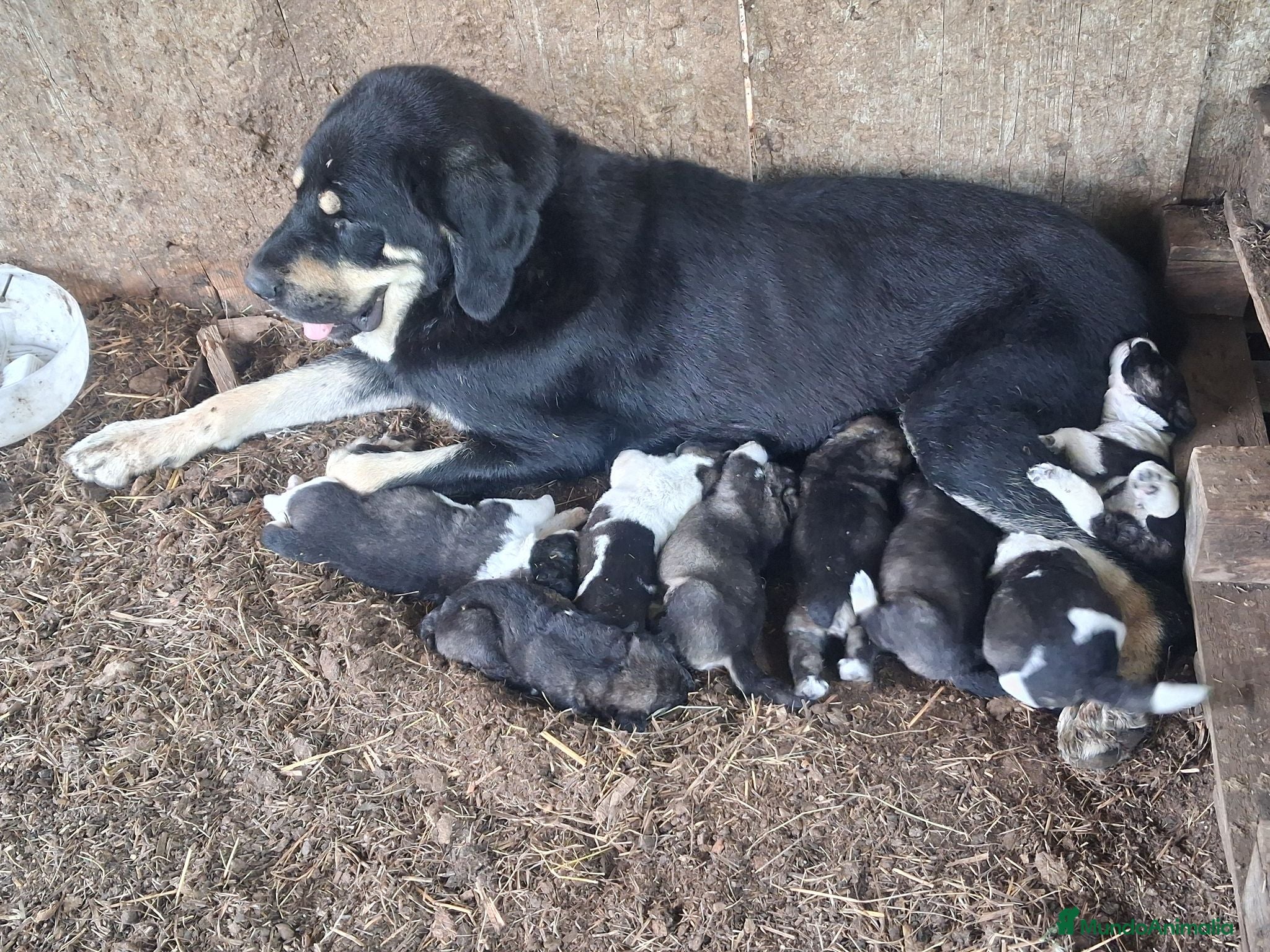 Mastín Español perros Cachorros mastín  - Anuncio 1