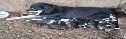 Mastín Español perros en venta: Cachorros mastín  en Lugo - Anuncio 1