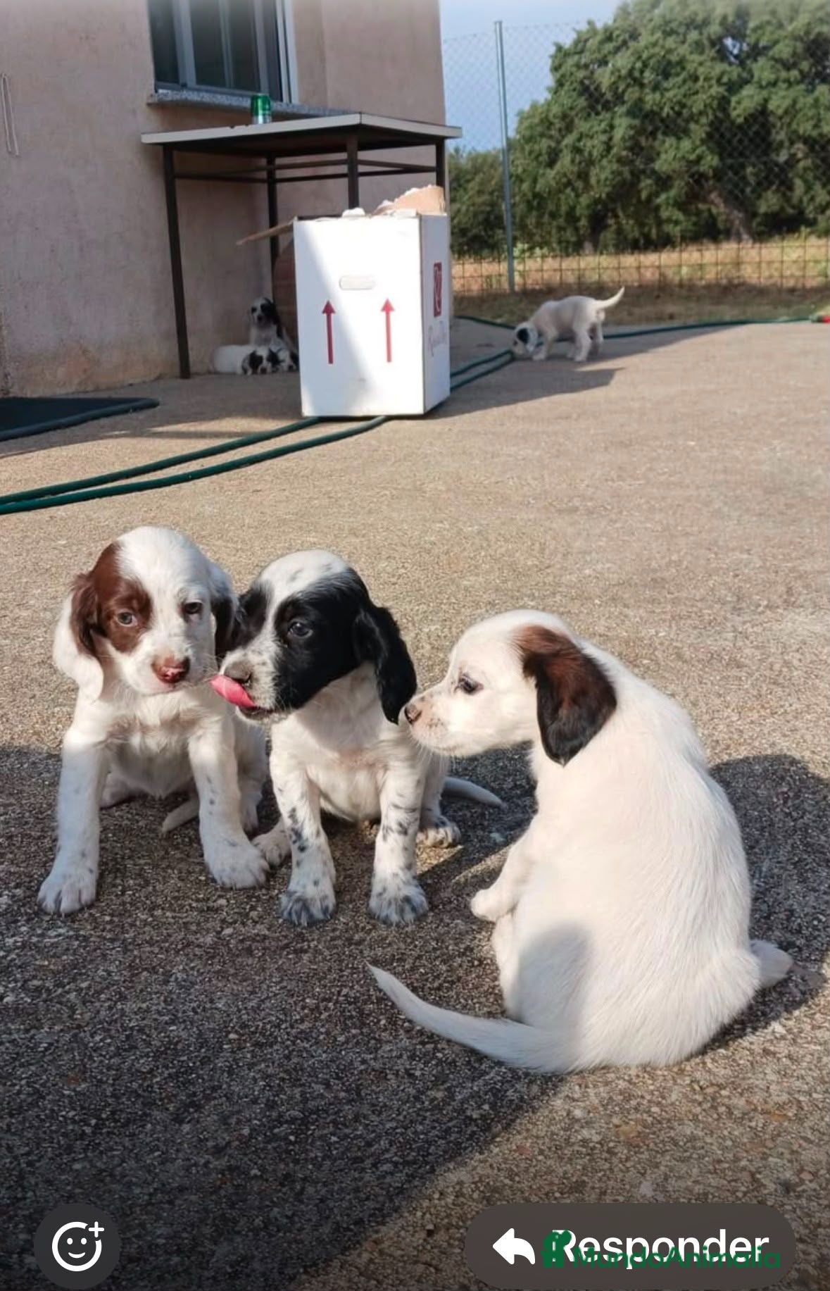 Setter Inglés perros Setter ingles  - Anuncio 3