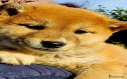 Shiba Inu perros en venta: CACHORROS SHIBA INU - Imagen 2