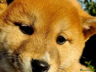 Shiba Inu perros CACHORROS SHIBA INU - Anuncio 15