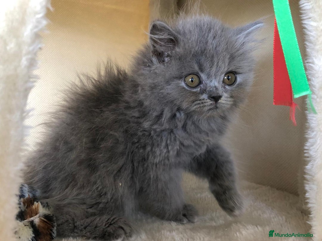 Británico de Pelo Largo gatos en venta: BRITISH PELO LARGO - Imagen 2