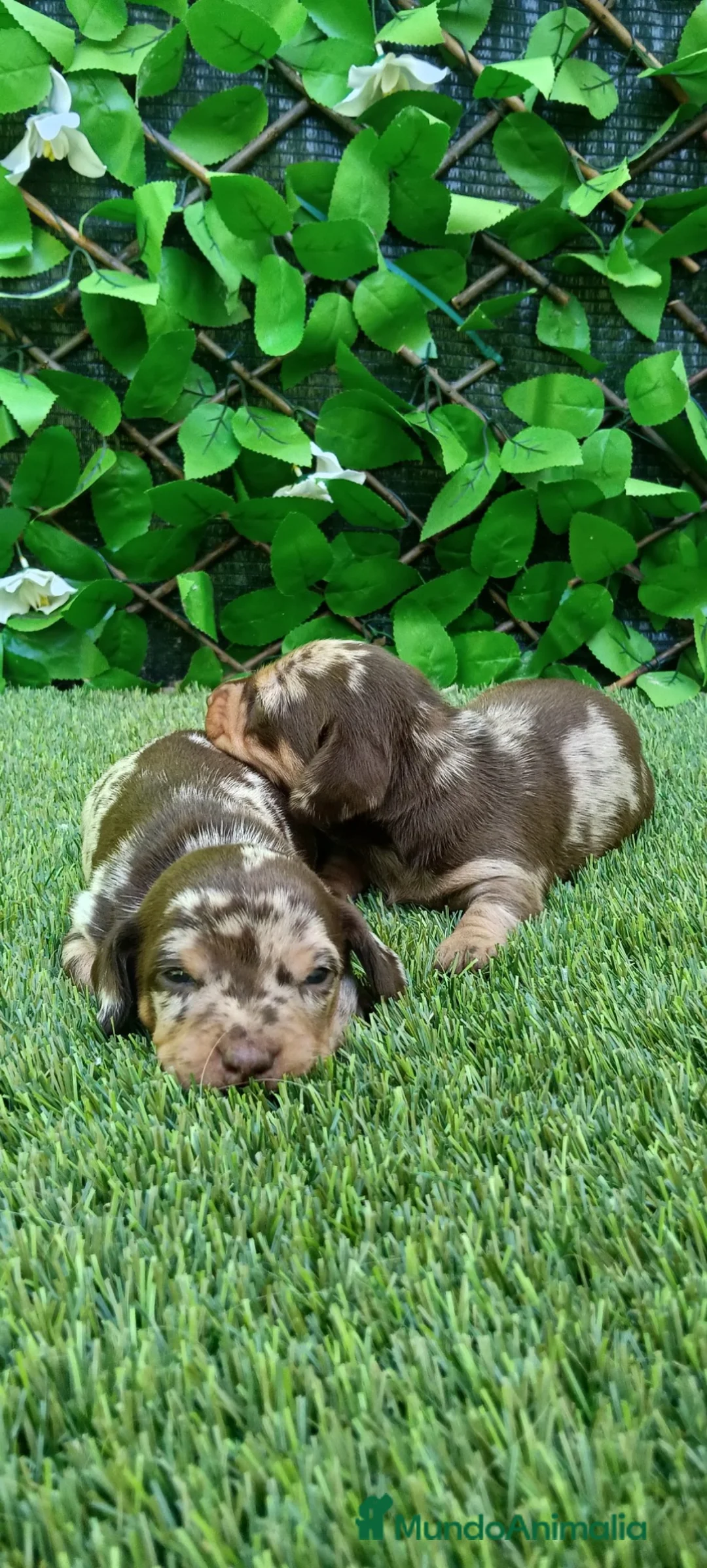 Teckel Miniatura perros en venta: Precioso cachorro Teckel mini arlequín chocolate - Anuncio 4