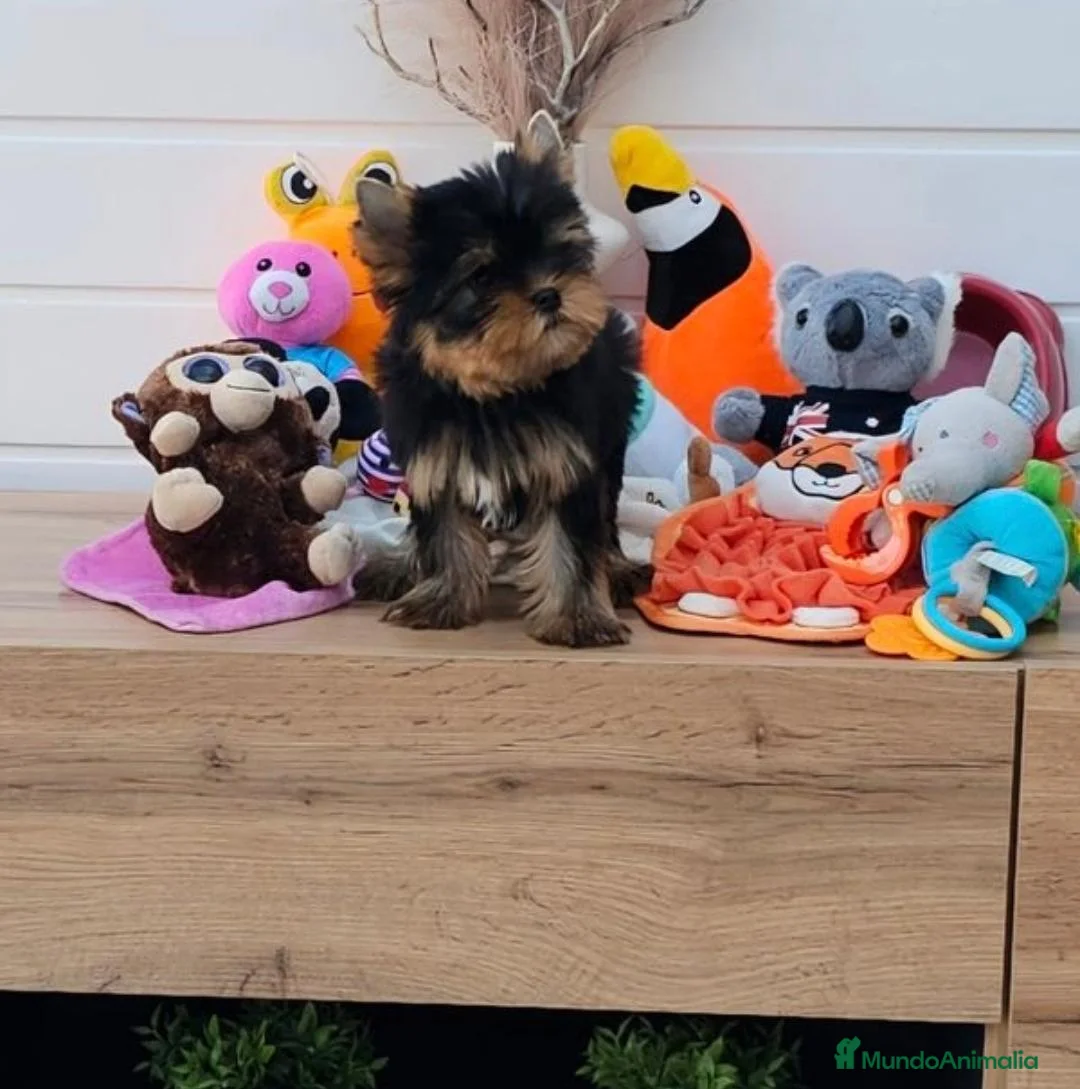 Yorkshire Terrier perros en venta: Yorkshire en Cataluña  - Anuncio 4