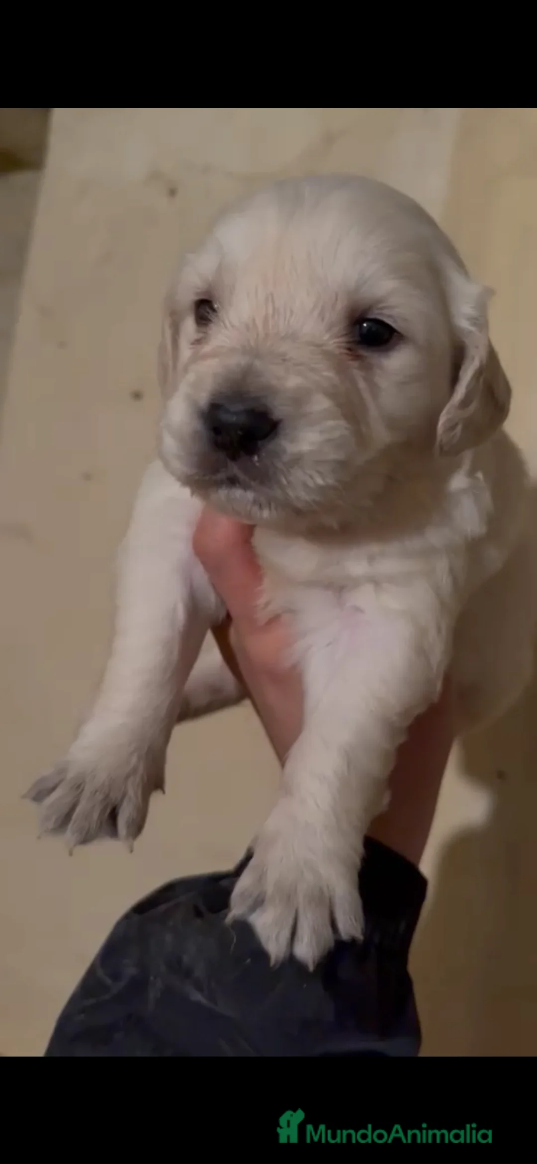 Golden Retriever perros en venta: Camada de golden retriever  - Anuncio 8