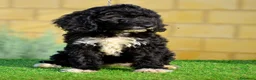 Perro de Agua Español perros en venta: Perro de agua , cachorros  - Anuncio 17