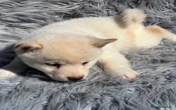 Shiba Inu perros en venta: Shiba inu blanco  - Imagen 7