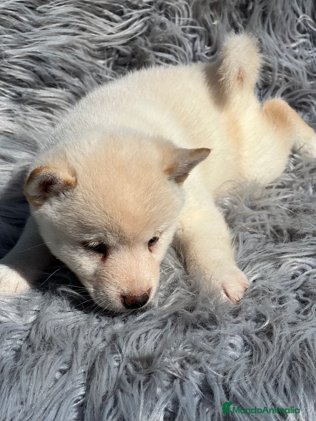 Shiba Inu perros en venta: Shiba inu blanco  - Imagen 7
