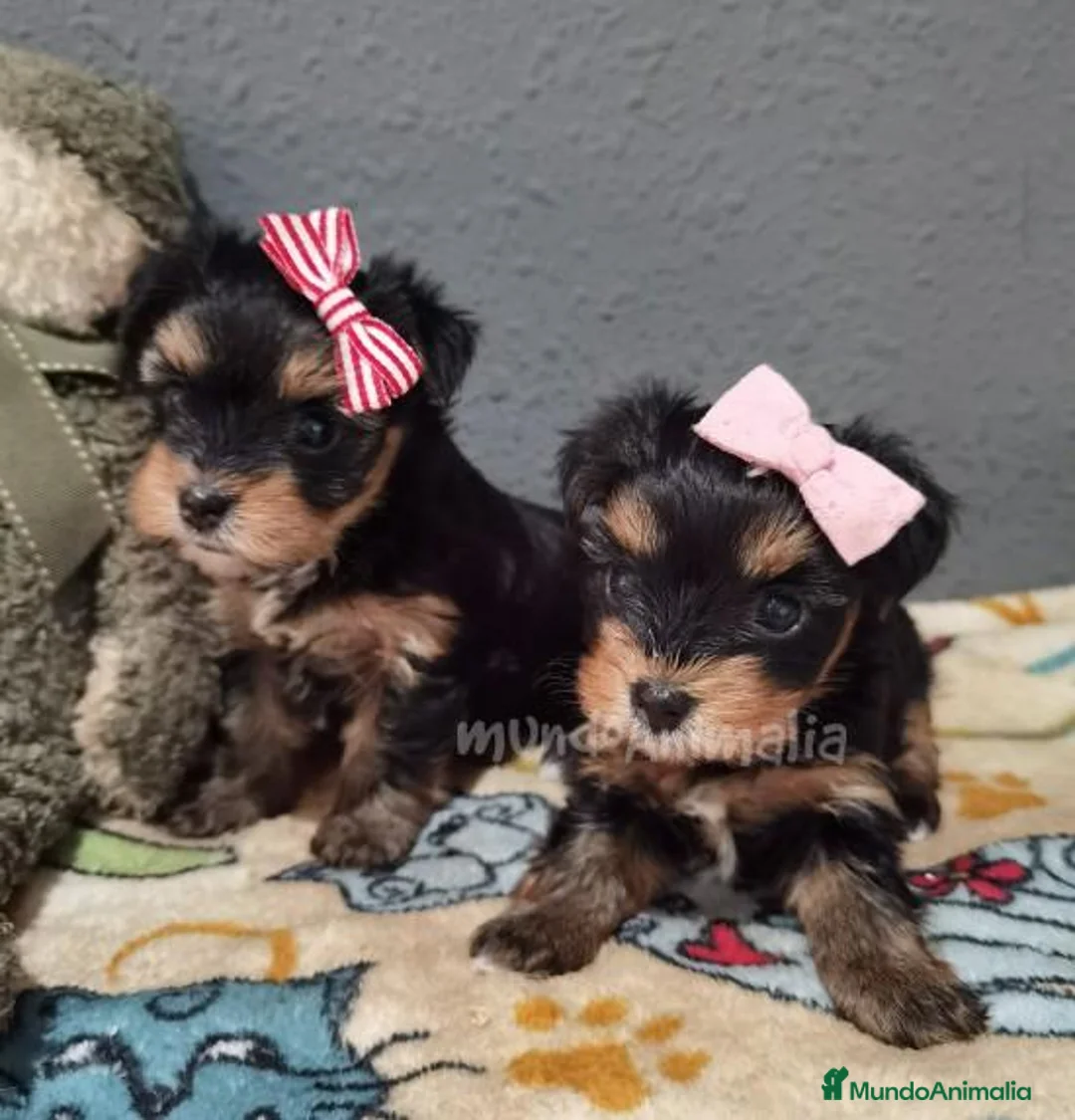 Imagen de galería {{count}}