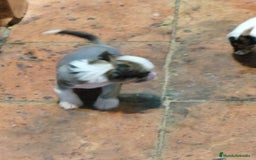 Perro Crestado Chino perros en venta: Increíbles crestado chino!!! - Anuncio 4