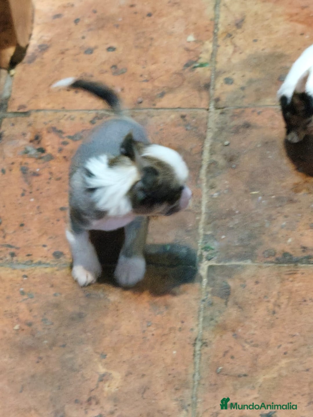 Perro Crestado Chino perros en venta: Increíbles crestado chino!!! - Anuncio 4