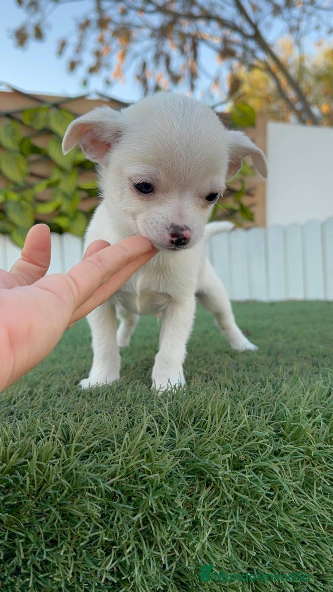 Chihuahua perros en venta: CHIHUAHUA MACHO - Anuncio 4
