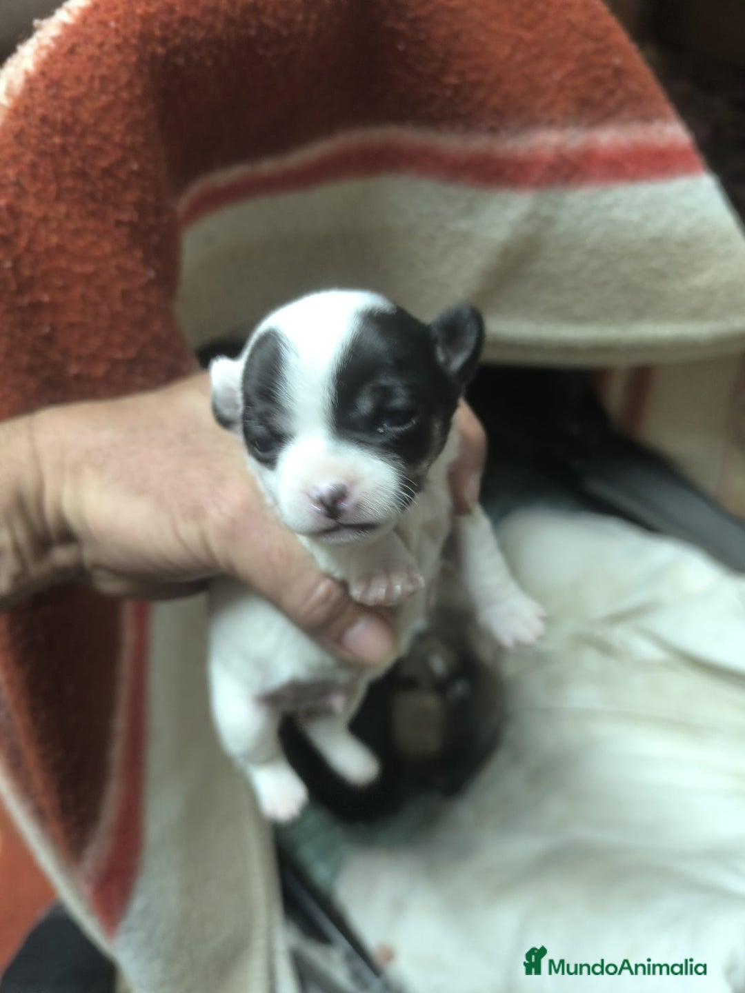 Chihuahua perros en venta: Chihuahuas tea cup Exclusivos - Anuncio 4