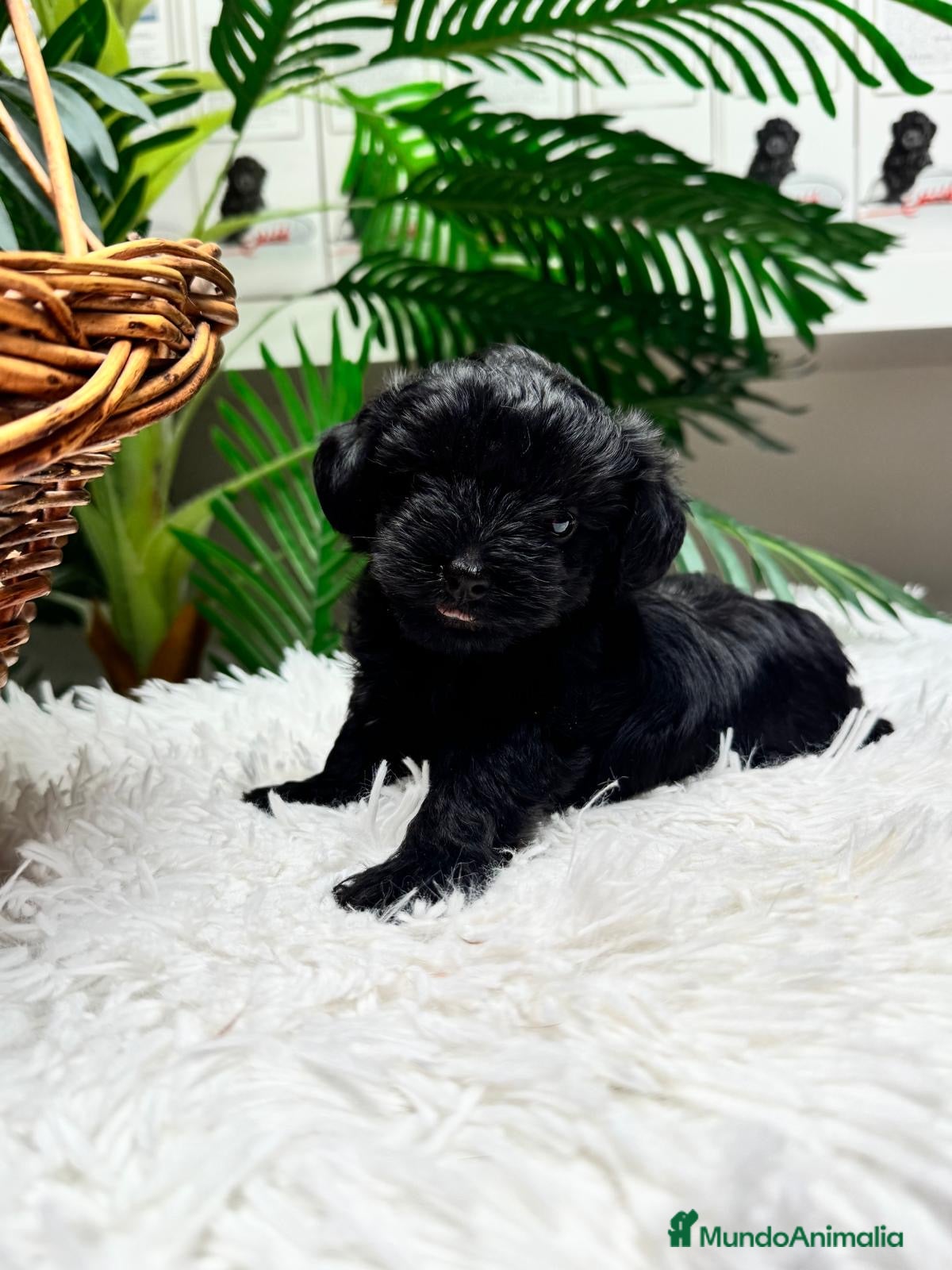 Maltipoo perros MALTIPOO HEMBRA  - Anuncio 1
