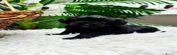 Maltipoo perros en venta: MALTIPOO HEMBRA  - Anuncio 1