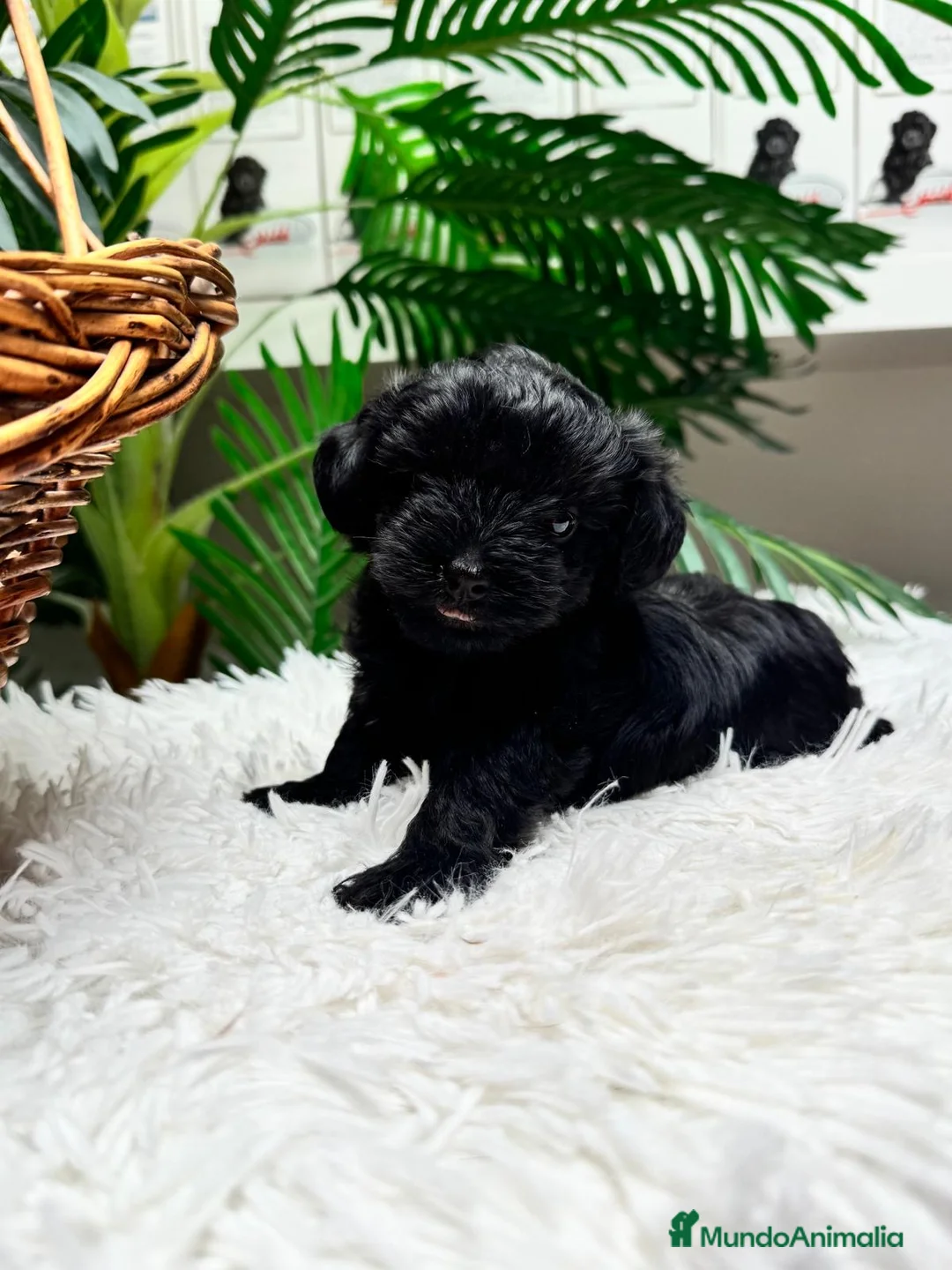 Maltipoo perros en venta: MALTIPOO HEMBRA  - Anuncio 1