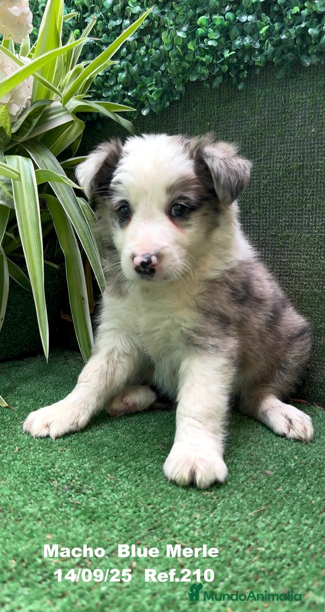 Border Collie perros en venta: Border Collie Blue Merle - Anuncio 8