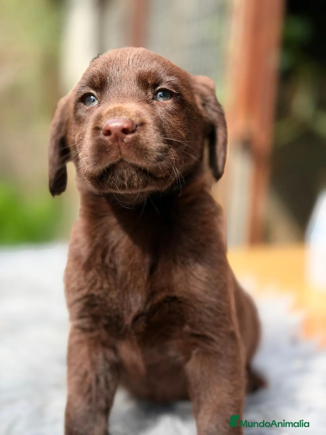 Labrador Retriever perros en venta: LABRADOR RETRIEVER CHOCOLATE - Anuncio 9