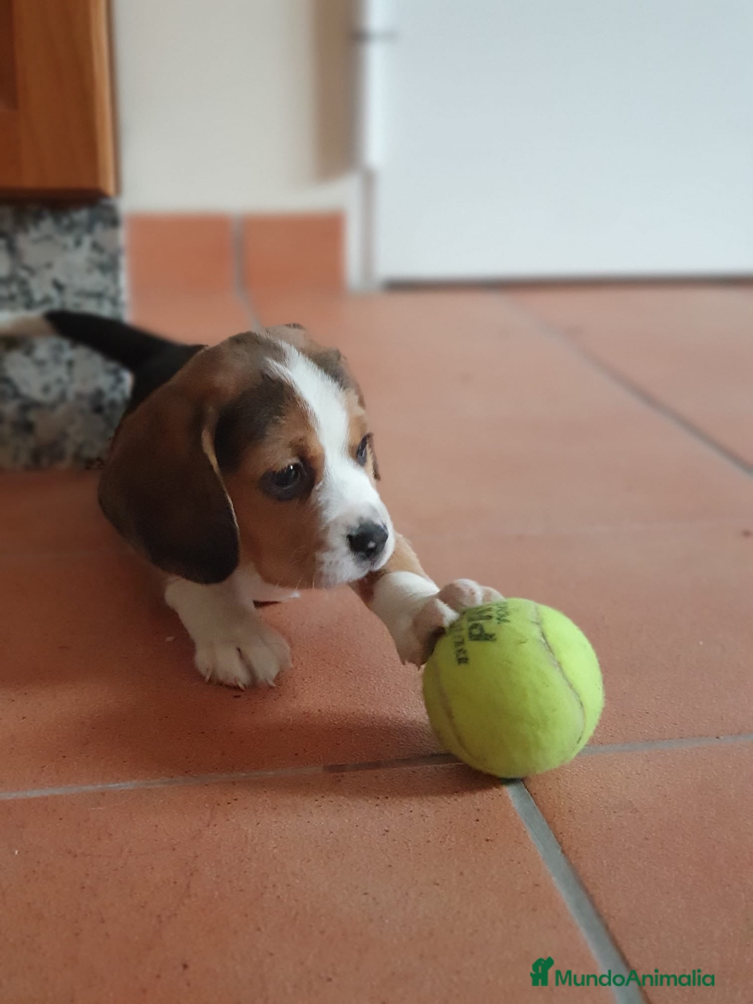 Beagle perros Cachorros Beagle 500€ ¡PRECIO REAL! - Anuncio 1