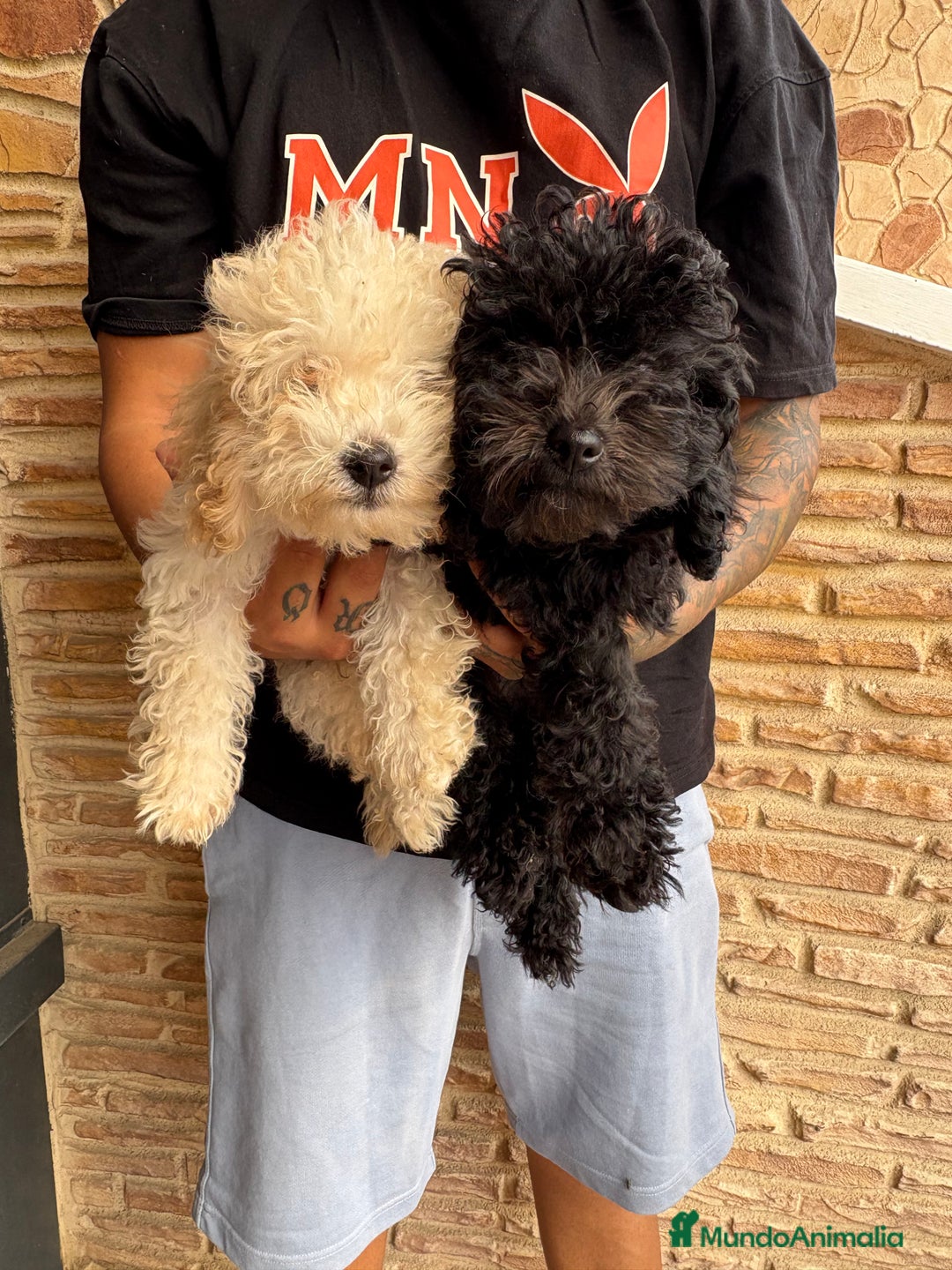 Caniche Toy perros en venta: 2 machitos caniche toy - Imagen 4