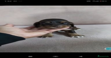 Cocker Spaniel Inglés perros Cocker spaniel ingles  - Anuncio 1