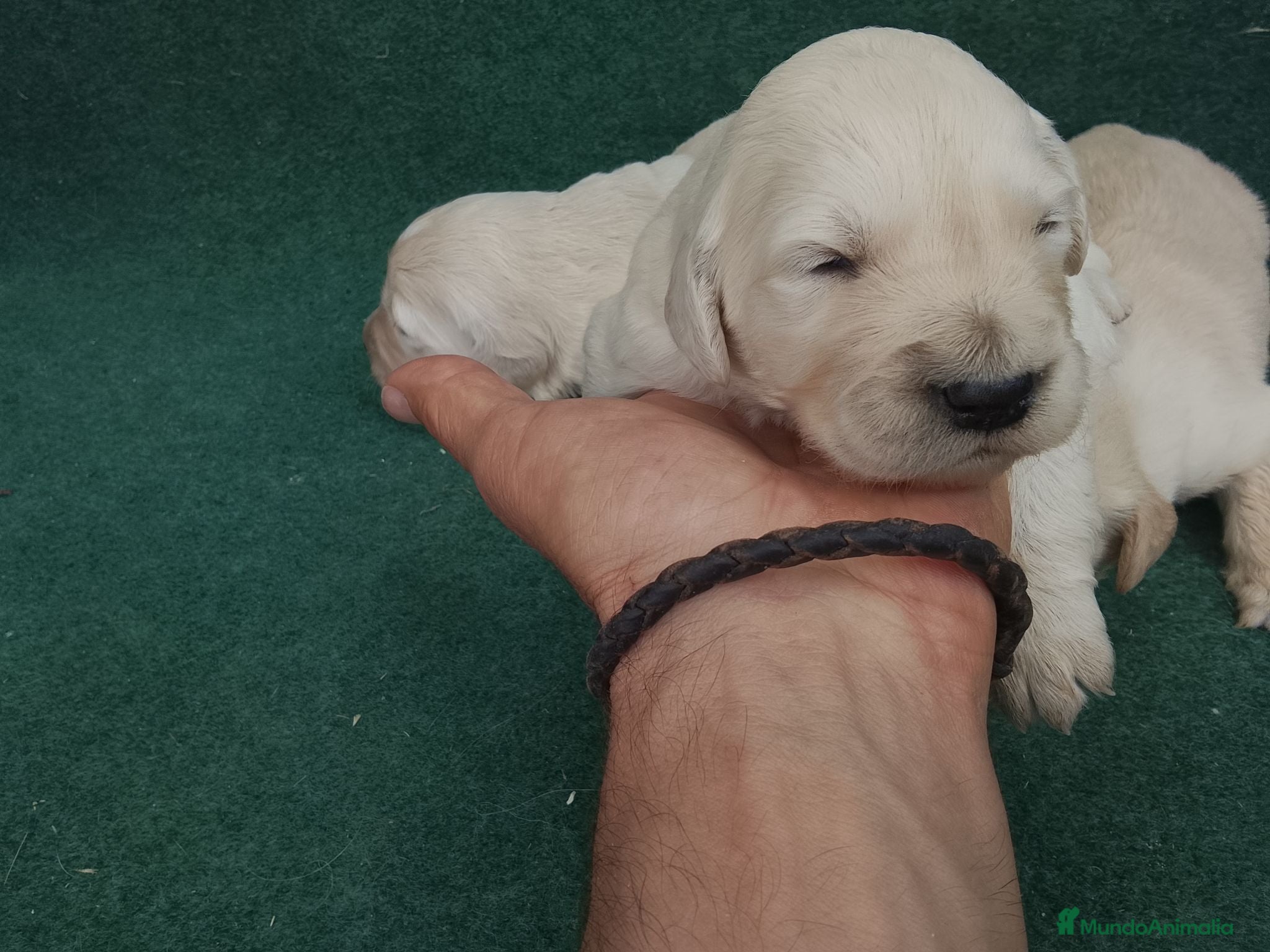 Golden Retriever perros Cacharros de golden retriever  - Anuncio 2