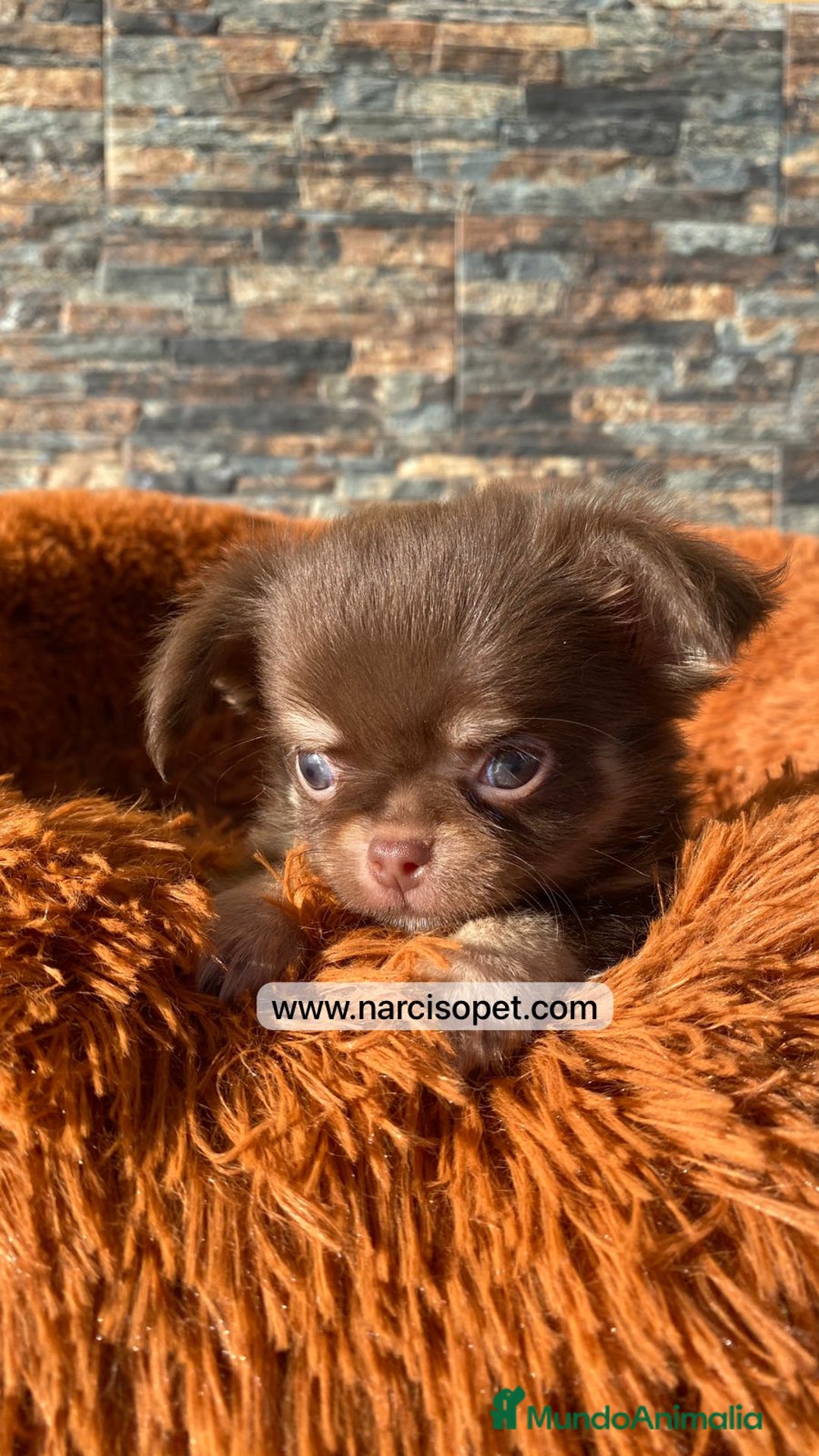 Chihuahua perros en venta: CHIHUAHUA PELO LARGO - Imagen 2
