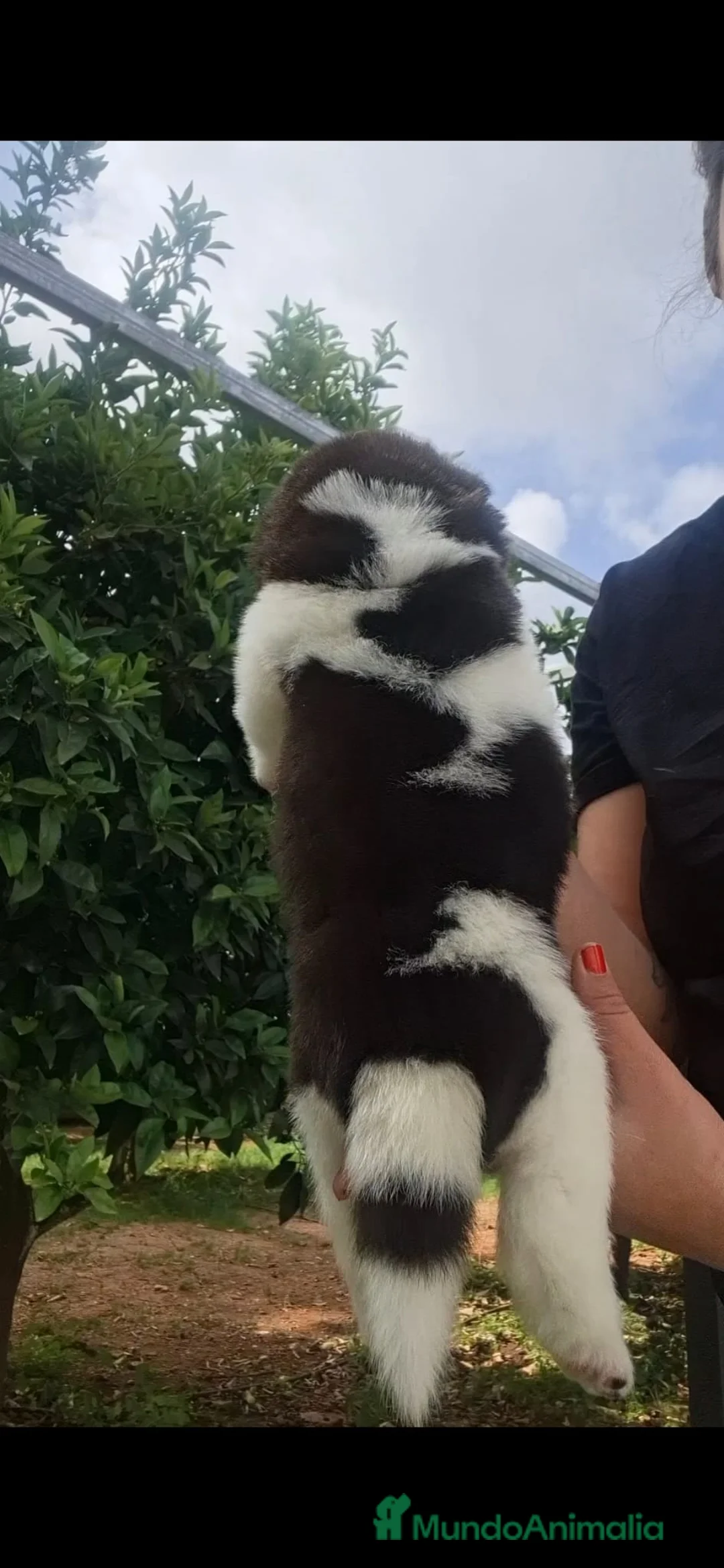 Akita Inu perros en venta: Akita Inu  - Anuncio 2