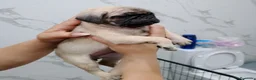 Carlino - Pug perros en venta: Carlino-pug disponibles!!🐶🐾 en Cádiz - Anuncio 8