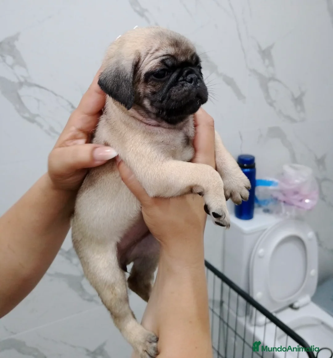 Carlino - Pug perros en venta: Carlino-pug disponibles!!🐶🐾 en Cádiz - Anuncio 8