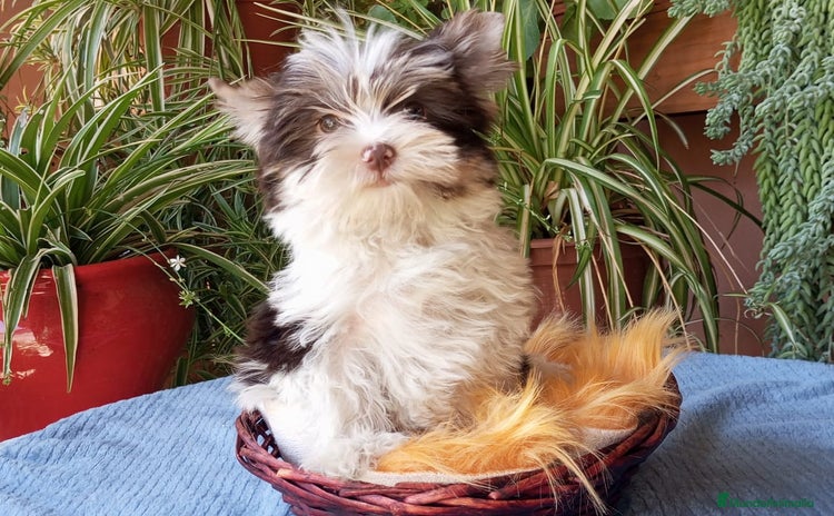 Yorkshire Terrier perros - Anuncio 7