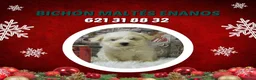 Bichón Maltés perros en venta: PRECIOSOS BICHON MALTES  LINEA TOY - Anuncio 20
