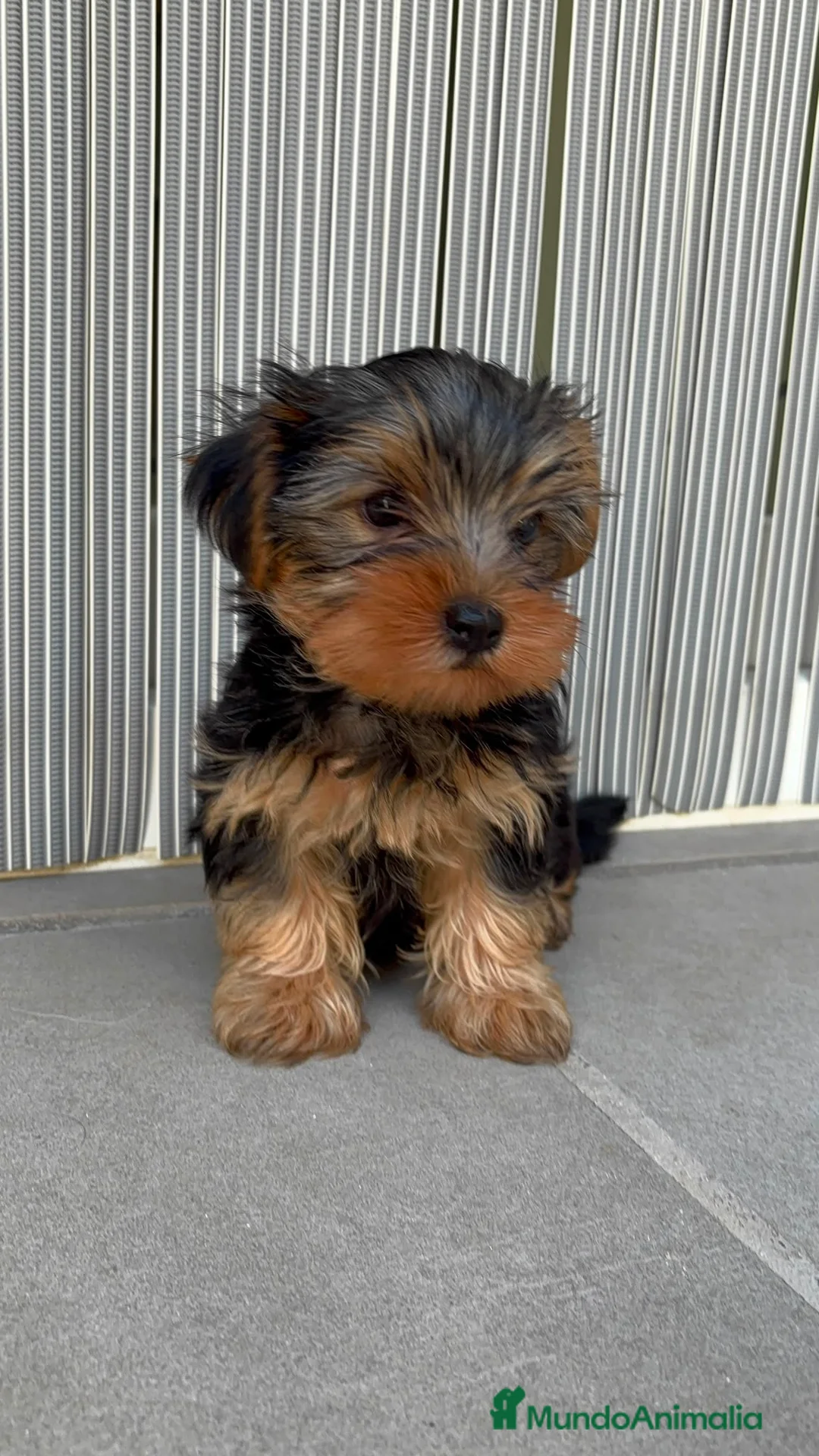 Yorkshire Terrier perros en venta: PRECIOSOS YORKSHIRE 🐾 - Anuncio 4
