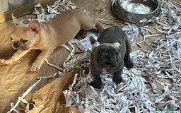 Bulldog Francés perros en venta: Bulldog Francés Caraby Benidorm  - Imagen 7