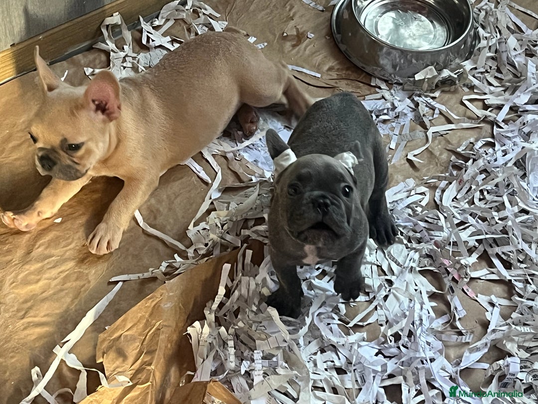 Bulldog Francés perros en venta: Bulldog Francés Caraby Benidorm  - Imagen 7