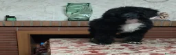 Caniche Gigante perros en venta: Caniches gigantes  - Anuncio 2