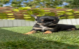 Chihuahua perros en venta: CHIHUAHUA MACHO - Imagen 11
