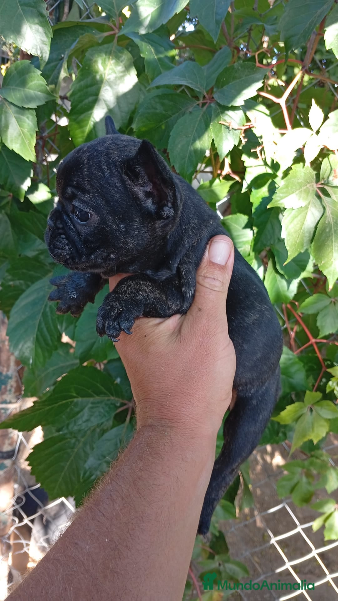 Bulldog Francés perros en venta: Bulldog Francés Hembra - Imagen 5