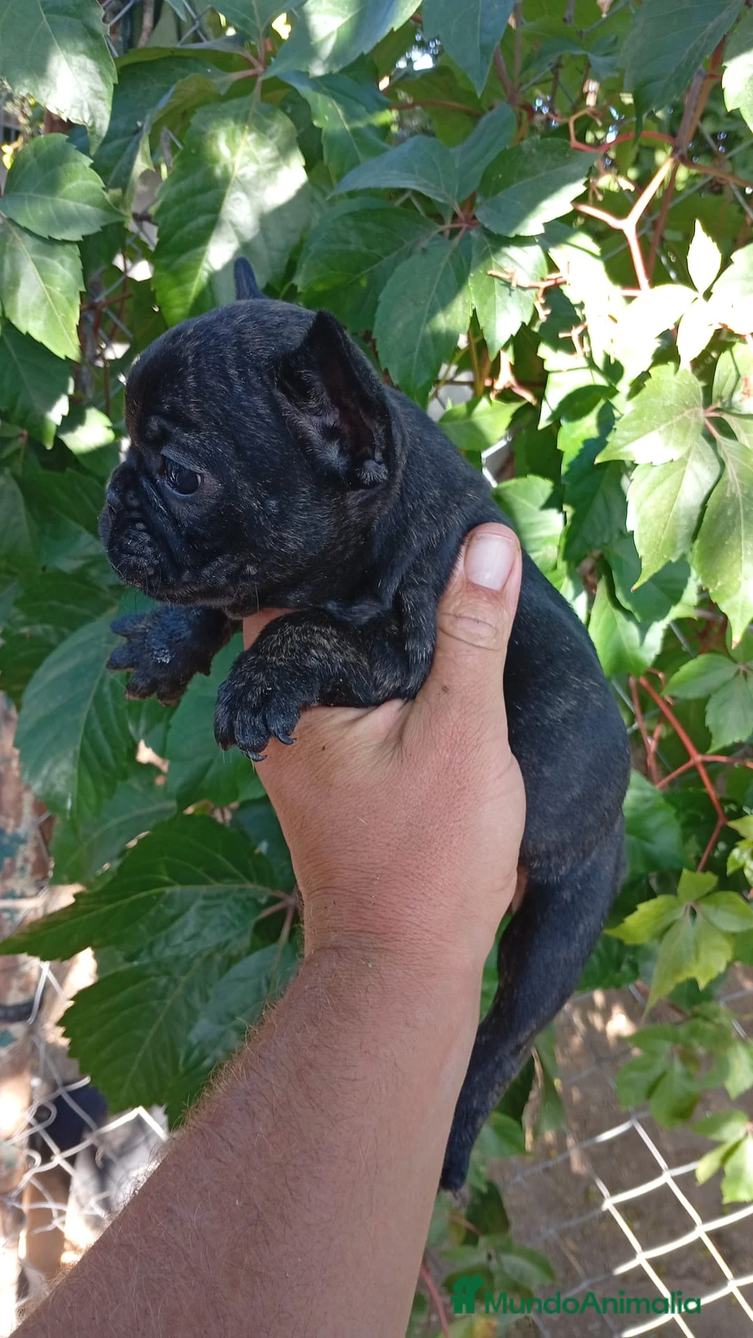 Bulldog Francés perros en venta: Bulldog Francés Hembra - Anuncio 5