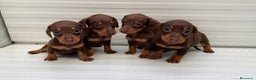 Teckel Miniatura perros en venta: Teckel miniaturas hembras color chocolate  - Anuncio 2