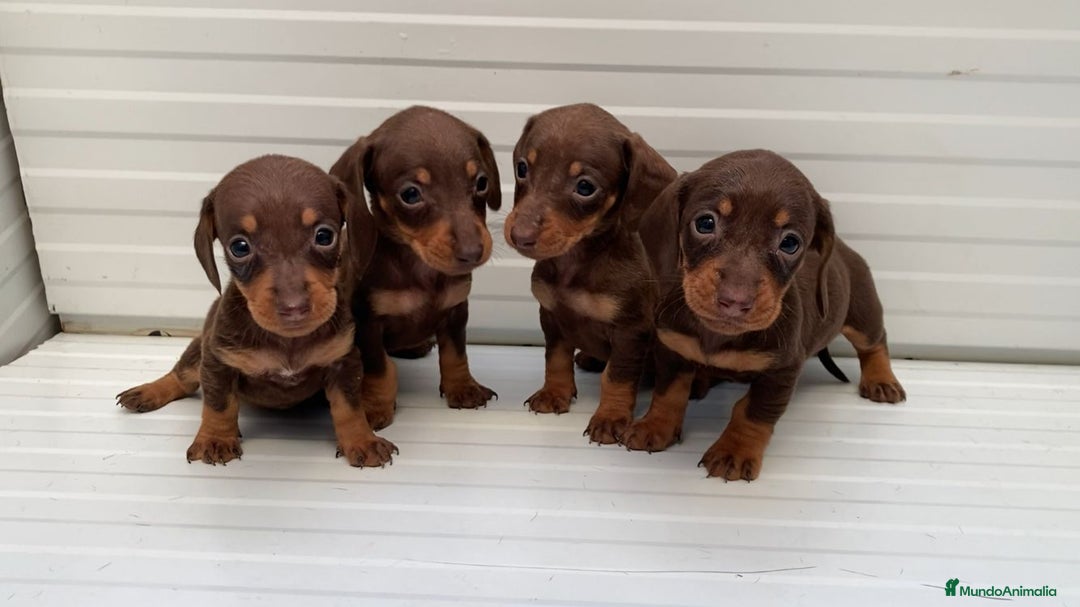 Teckel Miniatura perros en venta: Teckel miniaturas hembras color chocolate  - Anuncio 2