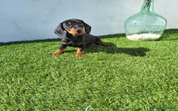 Teckel Miniatura perros en venta: TECKEL MINIATURA  - Imagen 1