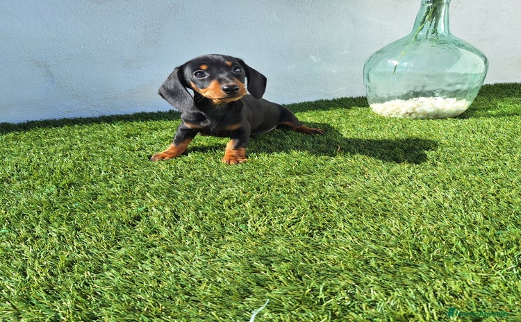 Teckel Miniatura perros - Anuncio 1