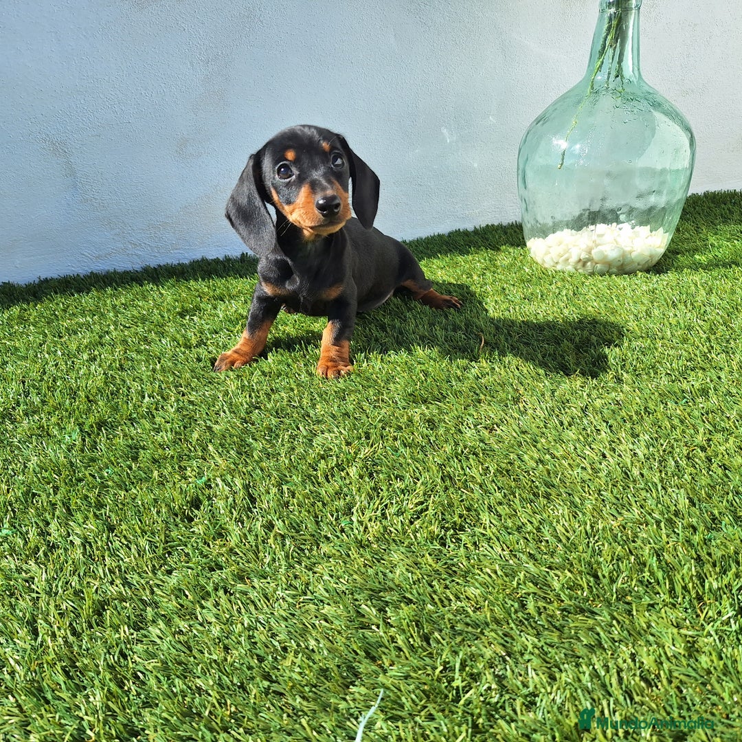 Teckel Miniatura perros en venta: TECKEL MINIATURA  - Imagen 1