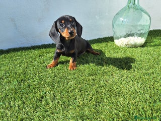 Teckel Miniatura perros - Anuncio 12