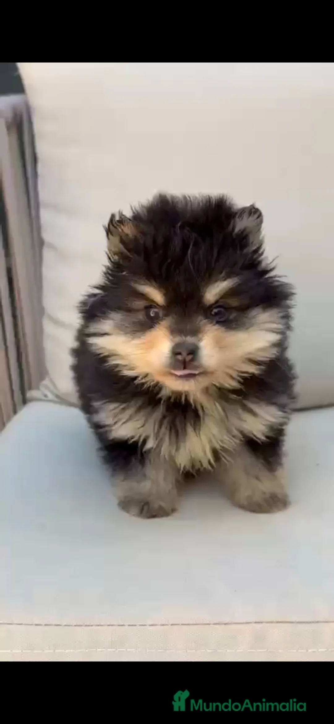 Raza Mixta perros en venta: Pomsky - Anuncio 1